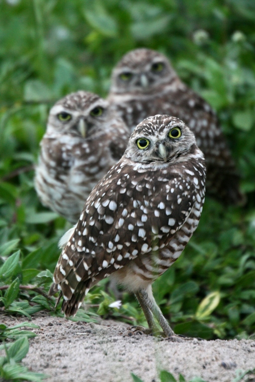 three owls